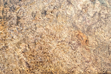 Real burl wood striped for Picture prints interior decoration car, Exotic wooden beautiful pattern for crafts or abstract art background texture