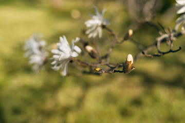 stellata magnolia flowers on a branch in the spring