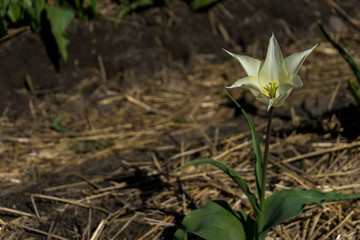 Netherlands,Lisse, a close up of a flower