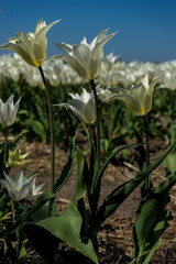 Netherlands,Lisse, a close up of a flower