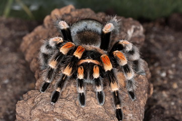 Vogelspinne