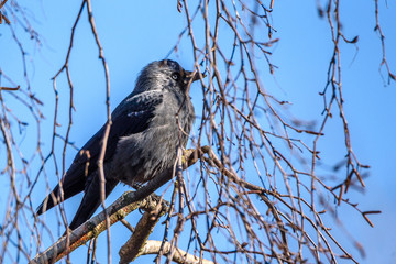 A crow sits on a tree among the branches.