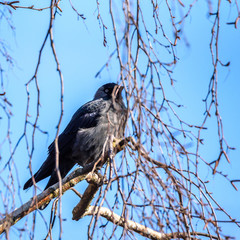 A crow sits on a tree among the branches.