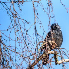 A crow sits on a tree among the branches.