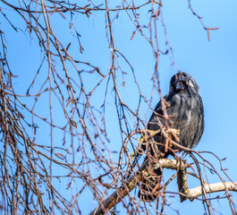 A crow sits on a tree among the branches.