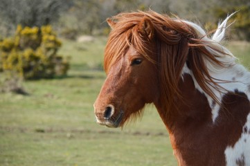 brown horse