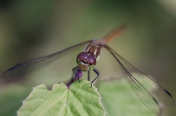 Heidelibelle