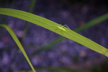 Grashüpfer auf einem Grashalm