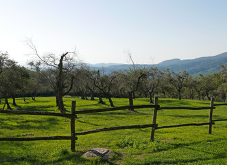 rilassante immagine rurale con prato verde e ulivi