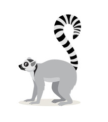 African animal, cute lemur with striped long tail icon isolated on white background, vector © MarySan