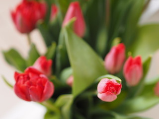 Fototapeta premium Bouquet of red tulips