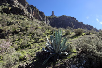 Typical landscape in Gran Canaria with views of the Roque Nublo
