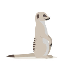African wild animal, cute suricate, meerkat icon isolated on white background, vector