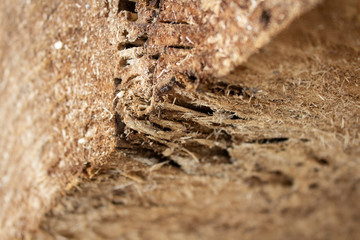 The texture of the old sawed tree trunk.
