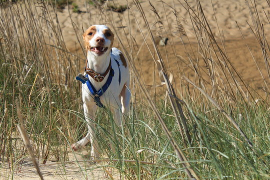dog in the park