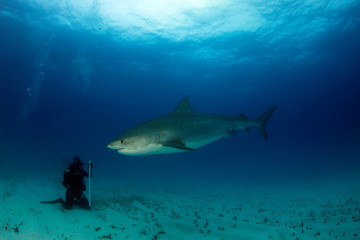 Fototapeta na wymiar Tiger Shark (Galeocerdo cuvier). Towards a Diver Sitting on the Sand Bottom. Tiger Beach, Bahamas