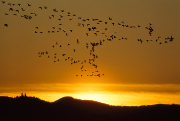 Fototapeta na wymiar Heading Home - Geese (Branta canadensis) at sunset.