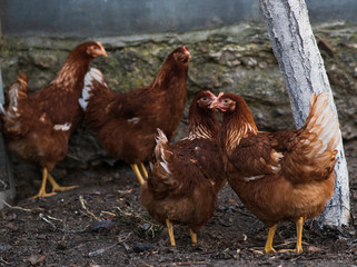 Red chickens on a farm in nature. 