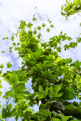 Hop branch on hop field in Germany
