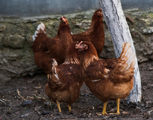 Red chickens on a farm in nature. 