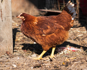 Chicken portrait. Close up of red hen face on pasture. 