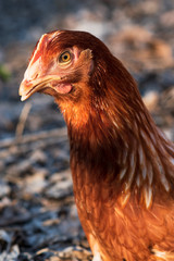 red chicken head close up