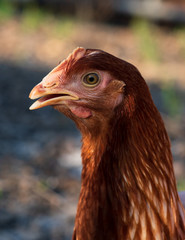 red chicken head close up