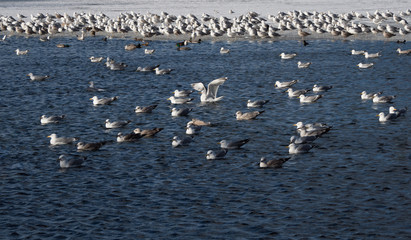 The population of cormorants in the blue water.
