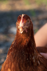 red chicken head close up
