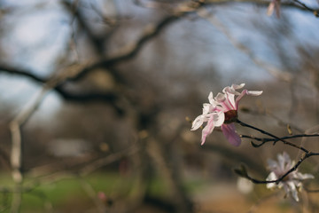 stellata magnolia flowers on a branch in the spring