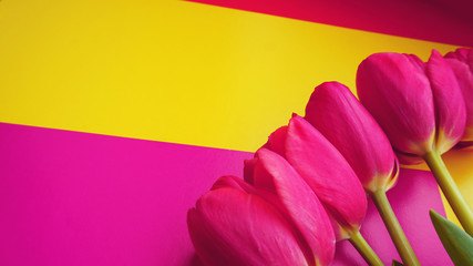 Pink colorful tulips over a colorful background, in a flat lay composition with copy space