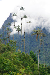 Obraz premium Misty alpine landscape of Cocora valley, Salento, Colombia, South America