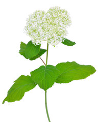 Hydrangea arborescens (Hydrangea arborescens)