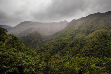 Obraz na płótnie Canvas Misty alpine landscape of Cocora valley, Salento, Colombia, South America