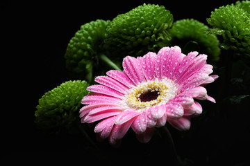 pink aster flower close up with water drops