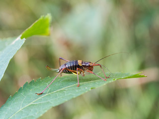 Barbitistes constrictus grasshopper sitting on a leaf