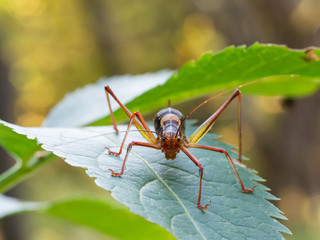 Barbitistes constrictus grasshopper sitting on a leaf