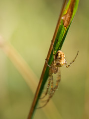 Metellina segmentata spider on a blade of grass
