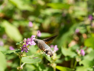 The hummingbird hawk-moth (Macroglossum stellatarum)sucking nectar from flower