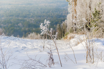 frosty day in winter