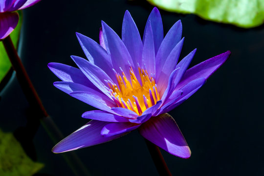 Cape Blue Waterlily 