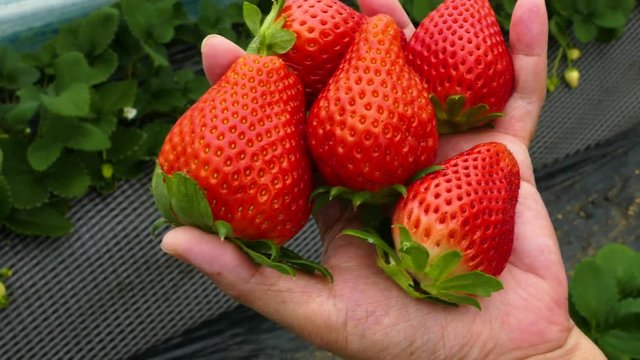 Childs hand holding handful of strawberries