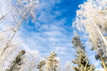 frosty day in winter