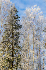 frosty day in winter