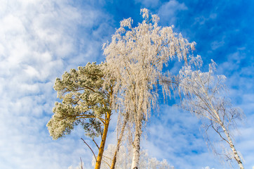 frosty day in winter