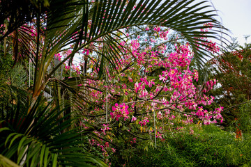 blossomed beautiful pink flowers on a tree in southern Asia