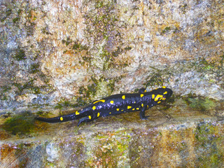 Obraz na płótnie Canvas Salamandra salamandra common the fire salamander 