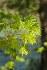 Ast mit frischen grünen Ahornblättern im Frühling