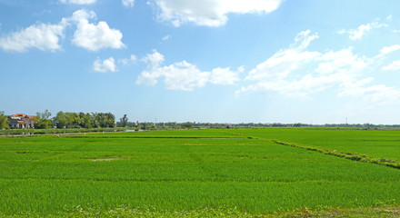 Lush Green Rice fields in Da Nang. Vietnam. South Asia Rice Bowl region.