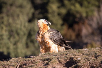 Ein freigestellter, ausgewachsener Bartgeier sitzt in der Seitenansicht auf einem Hochplateau in den spanischen Pyrenäen